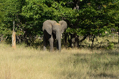 Zambia, Young Elephant in the Mosi-oa-Tunya National Park