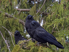 NORTH WESTERN CROW FAMILY