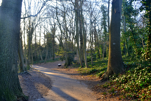 the ilex forest