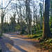 the ilex forest