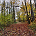 Weg im Volkswald (Essen-Fischlaken) / 16.11.2024 Weg im Volkswald (Essen-Fischlaken) / 16.11.2024