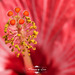 Poppy