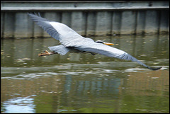 the wings of a heron