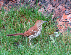 A Brown Thrasher in our backyard///Rotrücken-Spottdrossel