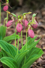 Cypripedium acaule (Pink Lady's-slipper orchid)