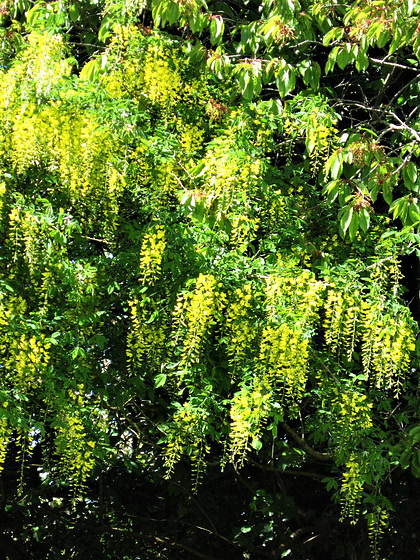 The yellow laburnum has just started to bloom