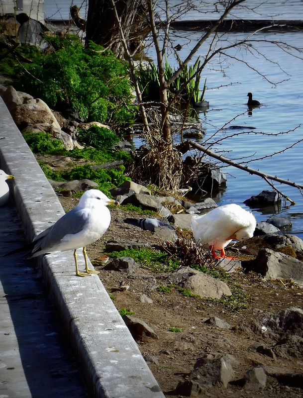 Sunbathers