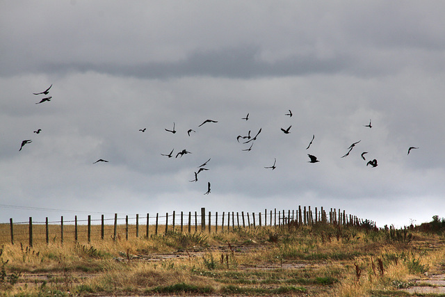 Crow take off