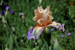 Iris 'Jalousie du Barry'