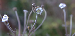 Japanese Anemone