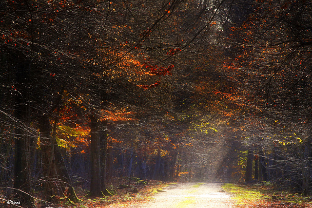 Forêt de Chantilly