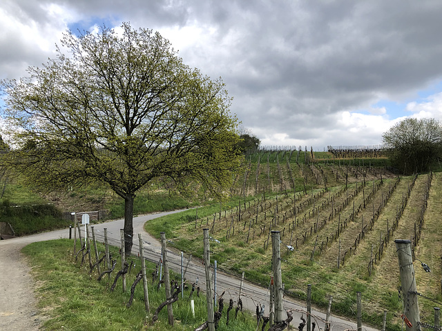 Neuenahrer Weinberge