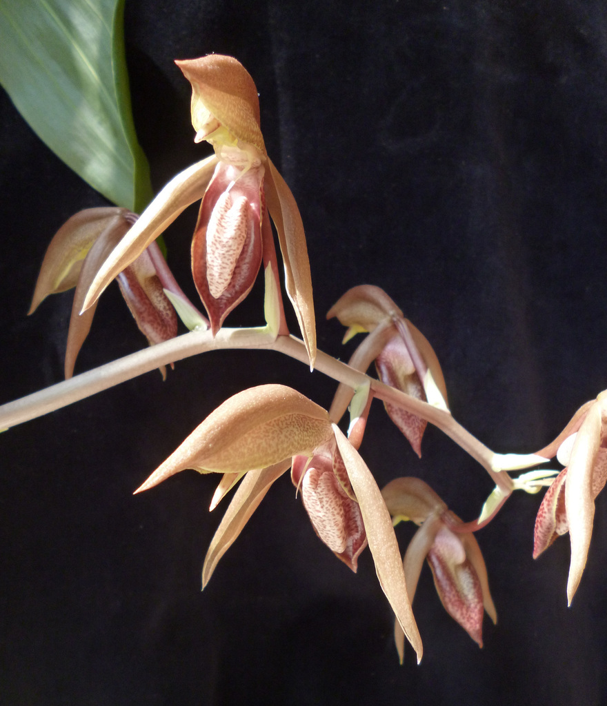 Catasetum tabulare