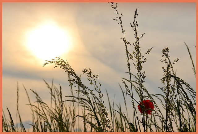 Sundown in flowerland