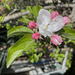 Blooming lovely