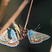 Icaro o argo azzurro (Polyommatus Icarus)