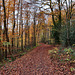 Herbstlicher Weg im Volkswald (Essen-Fischlaken) / 16.11.2024 Herbstlicher Weg im Volkswald (Essen-Fischlaken) / 16.11.2024