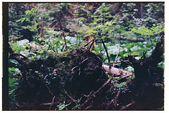 Greenery of the Western Tatras