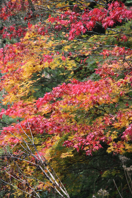 Autumn colour