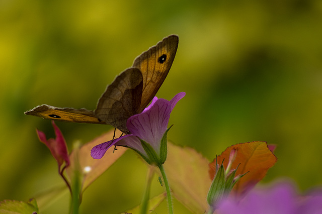 Meadow Brown Butterfly