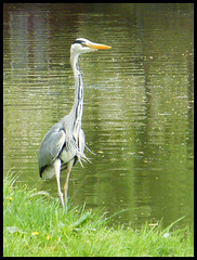 heron by the canal