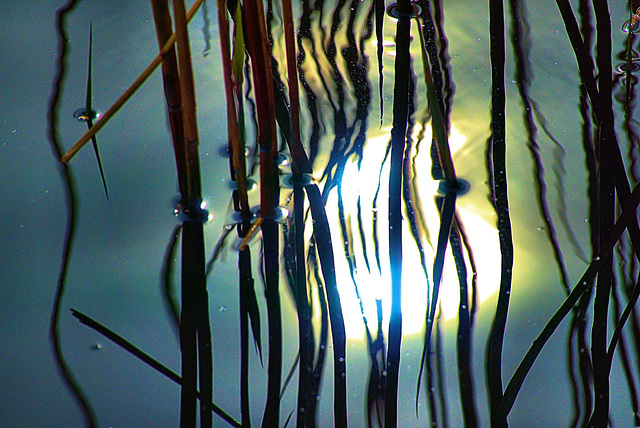 Reeds and Grasses