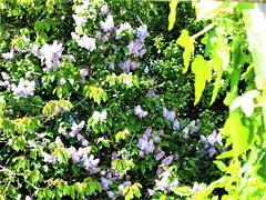 The pale purple lilac has come out into flower