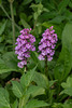 Platanthera psycodes (Small Purple Fringed orchid)