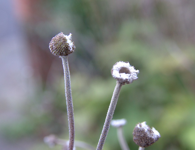 Japanese Anemone