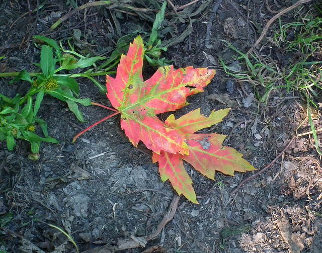 28/50 maple leaf, feuille d'érable