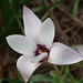 Single Magnolia flower