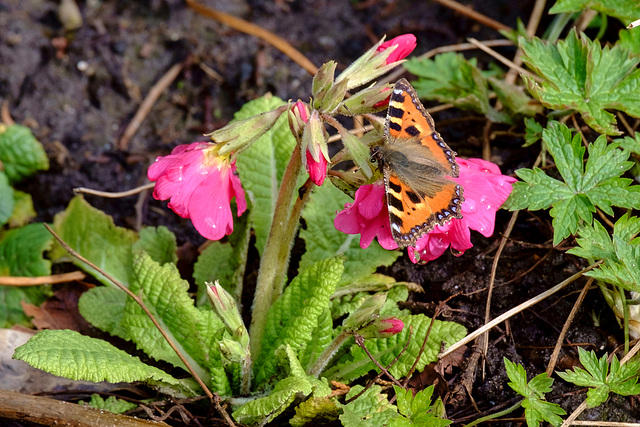 Small Tortoiseshell Butterfly