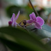 Orchidee