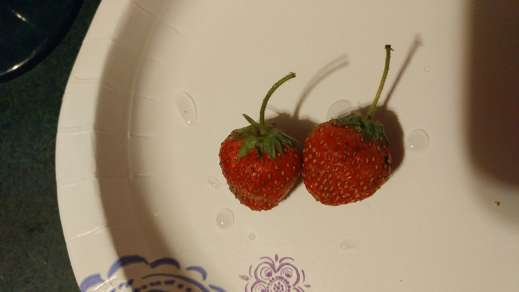 Strawberries from the garden