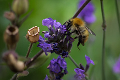 Common Carder Bee (?)