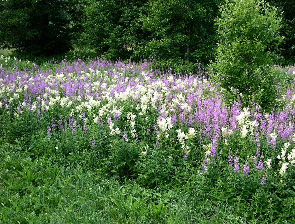 Blüten bei Sagadi