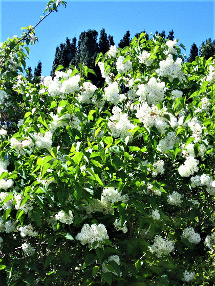 The white lilac entwines with the apple blossom - my view from the middle of the window
