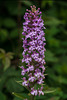 Platanthera psycodes (Small Purple Fringed orchid)