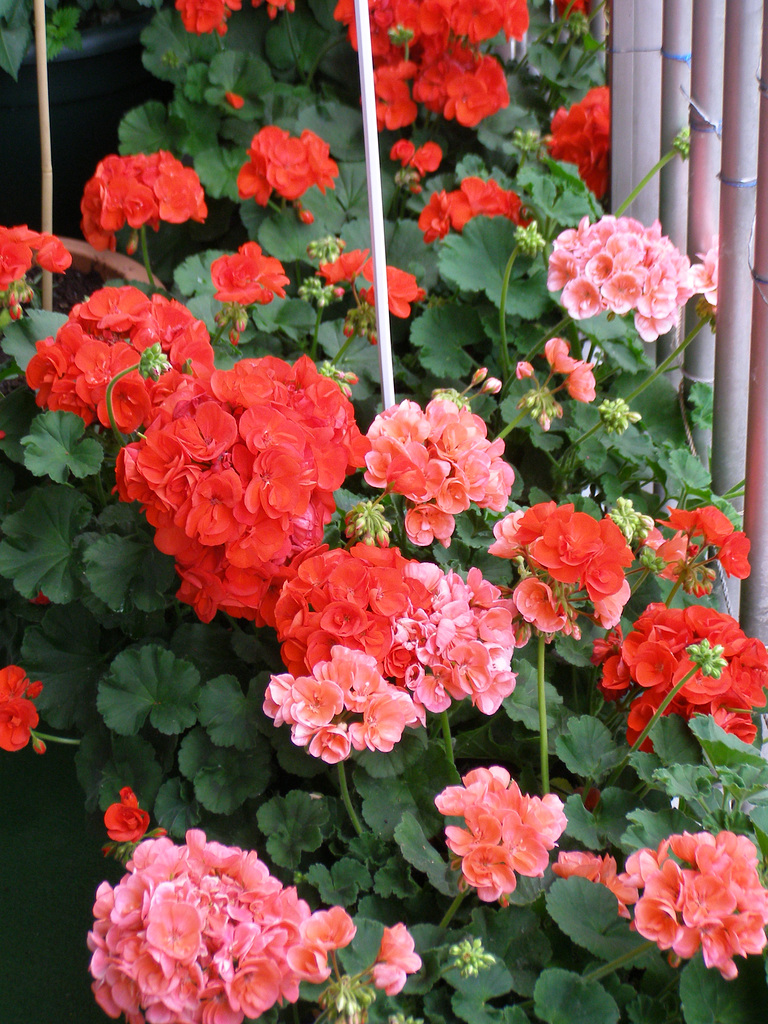 Lovely  Pelargoniums