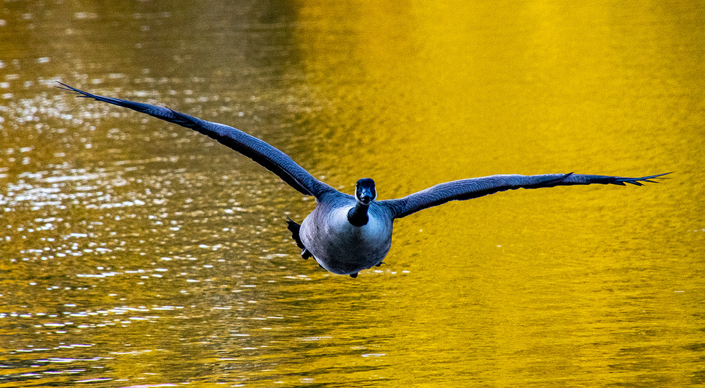 Canada goose