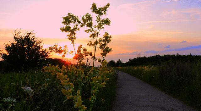 Galium Sunset