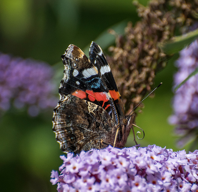 Red admiral butterfly2
