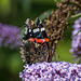 Red admiral butterfly2