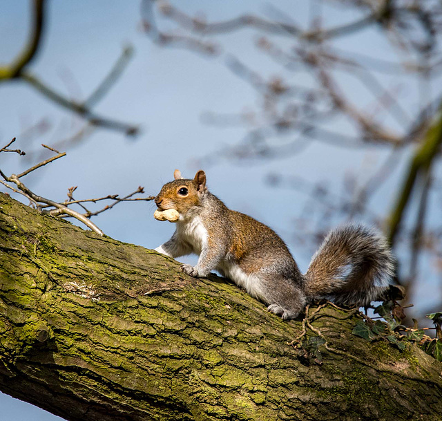 A squirrel with its nut..