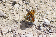 Kleiner Perlmutterfalter in Seitenansicht