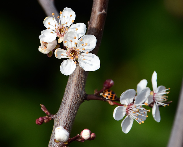 Frühlingsblüten