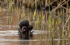 Little grebe