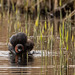 Little grebe