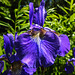 20230531 0408CPw [D~LIP] Ostsibirische Schwertlilie (Iris sanguinea), UWZ, Bad Salzuflen