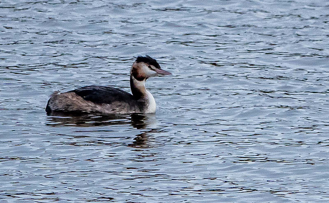 Great crested grebe